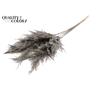 Pampas Grass 100cm 5st/bunch Frosted Grey