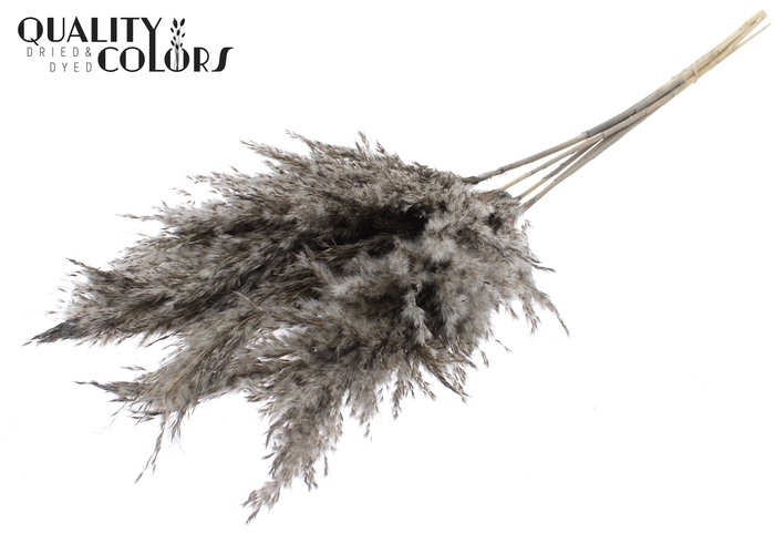 <h4>Pampas Grass 100cm 5st/bunch Frosted Grey</h4>