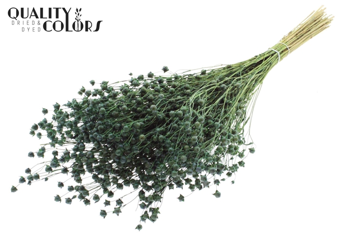 <h4>Droogbloemen   ...bewerkt H%</h4>