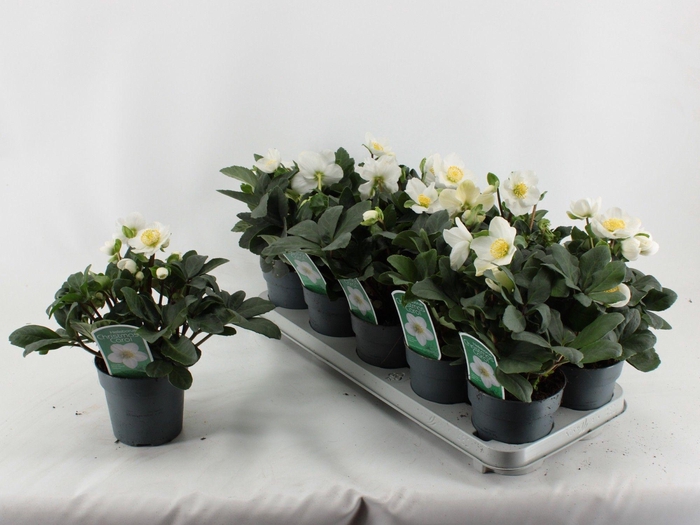 <h4>Helleborus Christmas Carol XL</h4>