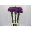 Allium Gladiator