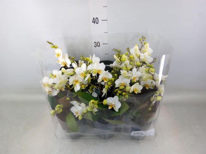 <h4>Phalaenopsis multi. 'Ant Lausanne'</h4>