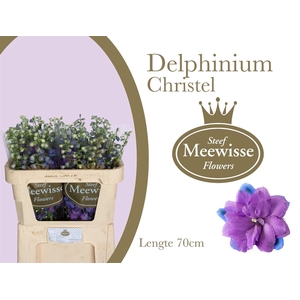 Delphinium Christel