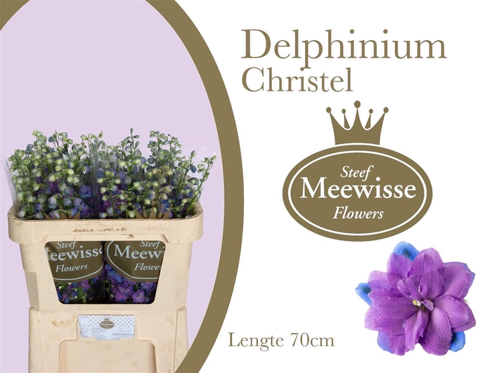 <h4>Delphinium Christel</h4>