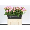 Paeonia Angel Cheeks