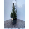 Picea Gl Conica