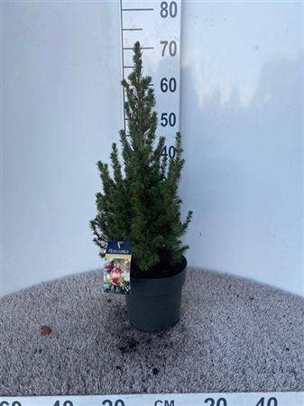 Picea Gl Conica