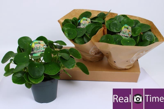 <h4>PILEA PEPEROMIOIDES</h4>