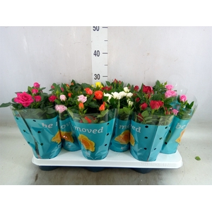 Rosa  'Beau Monde'   ...mix