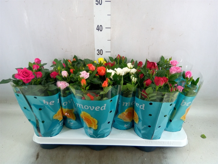 <h4>Rosa  'Beau Monde'   ...mix</h4>