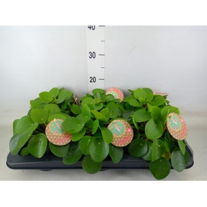 Pilea peperomioides