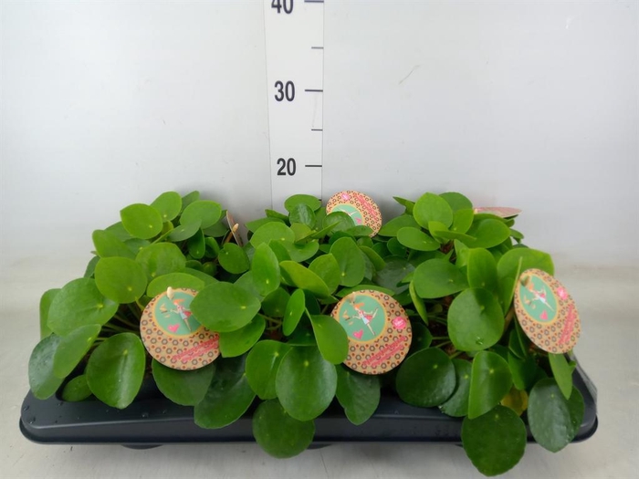 <h4>Pilea peperomioides</h4>