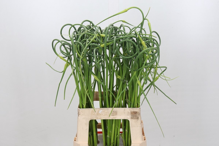 <h4>Allium Sativum Ophioscorodon</h4>