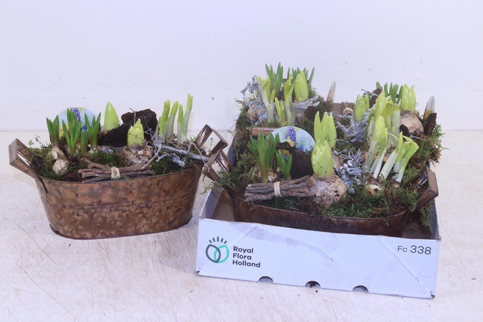 <h4>ARR BOL KNOLGEWAS</h4>