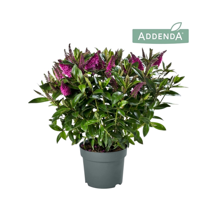 <h4>Hebe Addenda® Donna Nikka P19</h4>