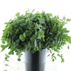 Euca Coccifera P Stem