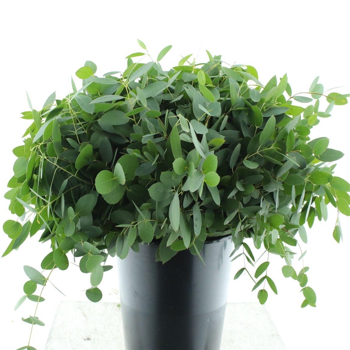 <h4>Euca Coccifera P Stem</h4>