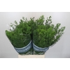 Asparagus Umbellatus