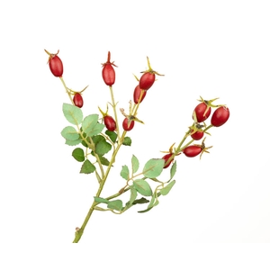 Rosehip Branch Red
