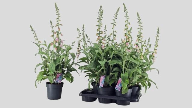 <h4>DIGI PU LUCAS</h4>