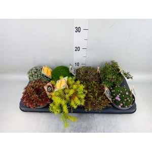 Rotsplanten   ...mix   [Rock plant]