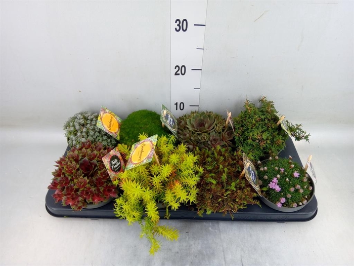 <h4>Rotsplanten   ...mix   [Rock plant]</h4>