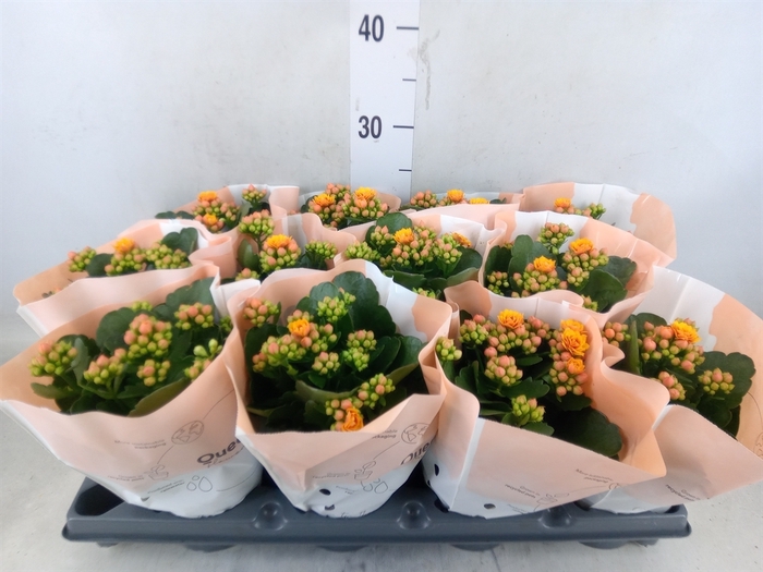 <h4>Kalanchoe   ...</h4>