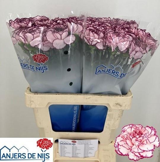 <h4>DI ST DAMASCUS</h4>