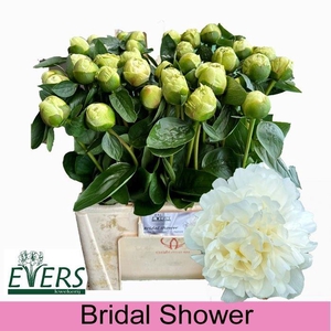 PAEO L BRIDAL SHOWER