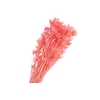 Nigella Orientalis Pink