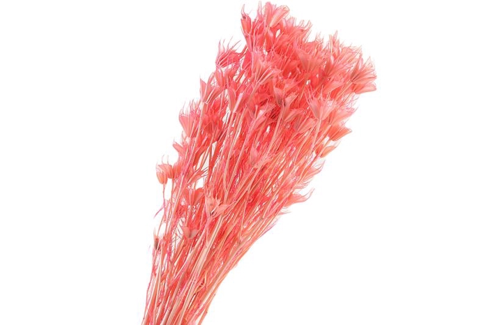 Nigella Orientalis Pink