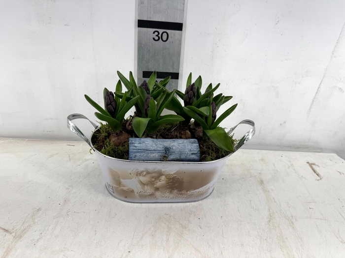 <h4>ARR HYACINTH</h4>