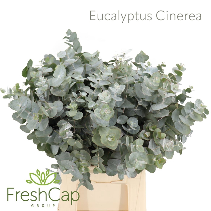 <h4>Eucalyptus Cinerea</h4>