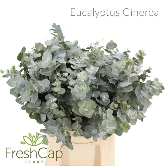 <h4>Eucalyptus Cinerea (160 Gram)</h4>