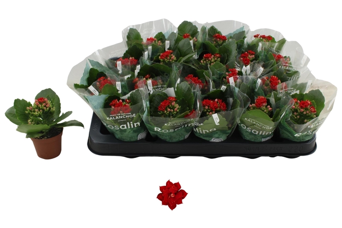 <h4>KAL GE DON JUSTINO</h4>