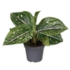 AGLAONEMA ARACEAE p6