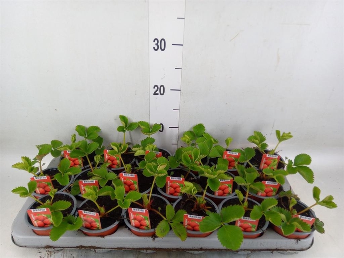 <h4>Fragaria ...</h4>