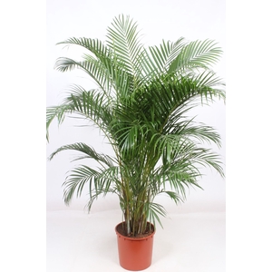 Chrysalidocarpus