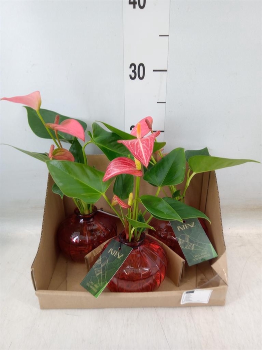 <h4>Planten  ..mix</h4>