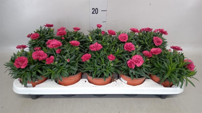 <h4>Dianthus  'Oscar Pink'</h4>