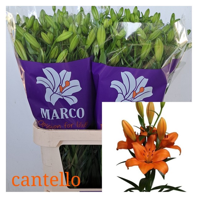 LI LA CANTELLO