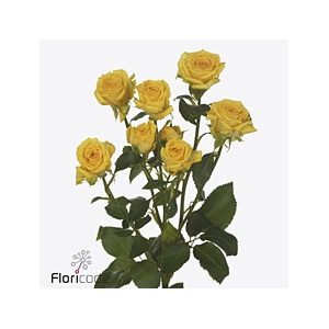 Rosa spray tarantella