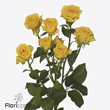 <h4>Rosa spray tarantella</h4>