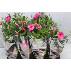MANDEVILLA ROSE QUEEN P14 PREMIUM