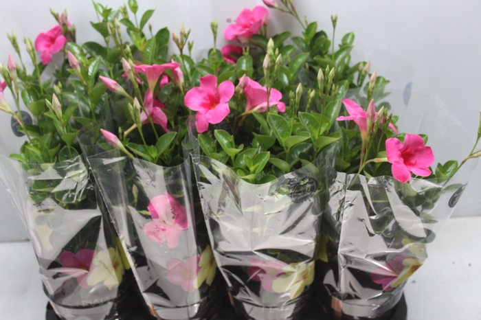 <h4>MANDEVILLA ROSE QUEEN P14 PREMIUM</h4>