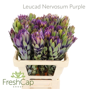 Leucad Nervosum Purple