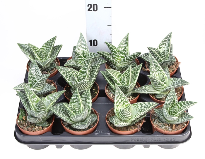 <h4>Aloe variegata</h4>