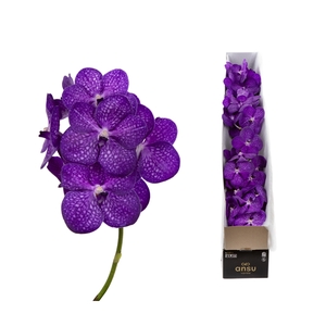 Vanda Bright Purple X4