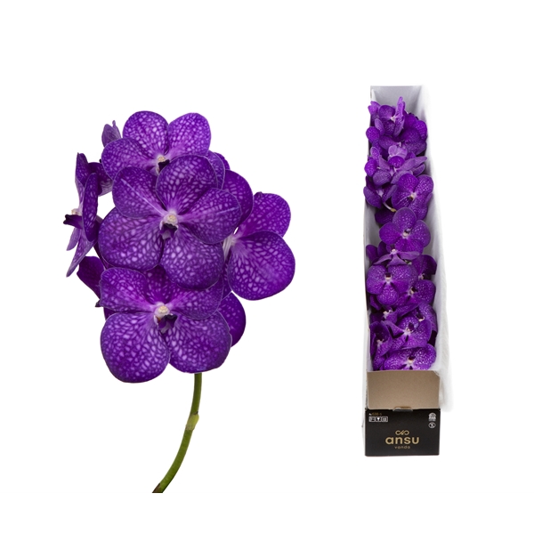 <h4>Vanda Bright Purple X4</h4>