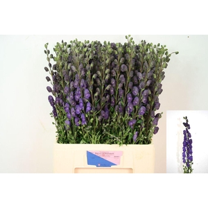 Aconitum napellus
